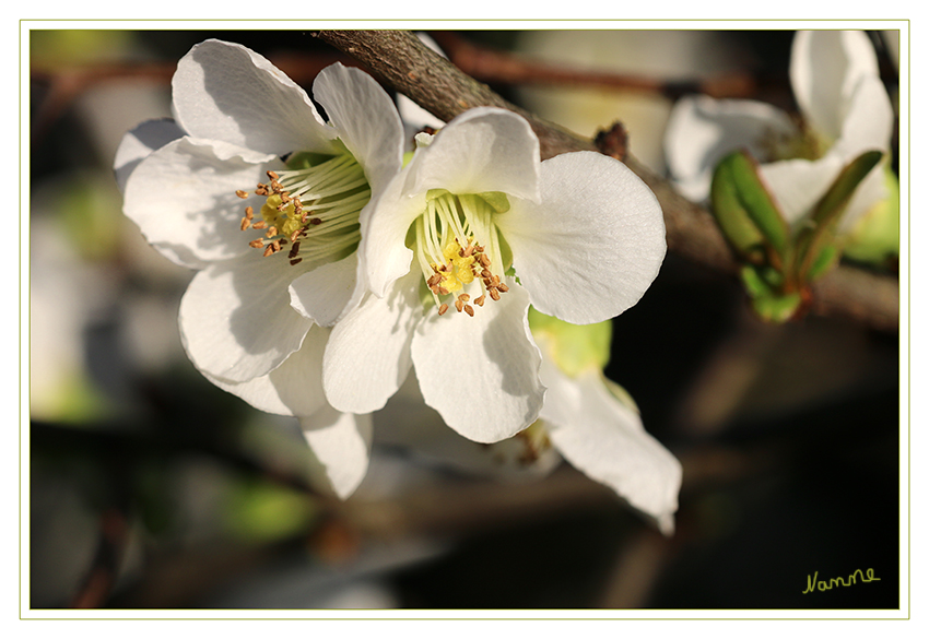 Dezemberblüten
Dieses Jahr verabschiedete sich der Dezember mit zweistelligen Temperaturen und eine Blütenpracht. Schauen wir mal was 2016 bringt.
