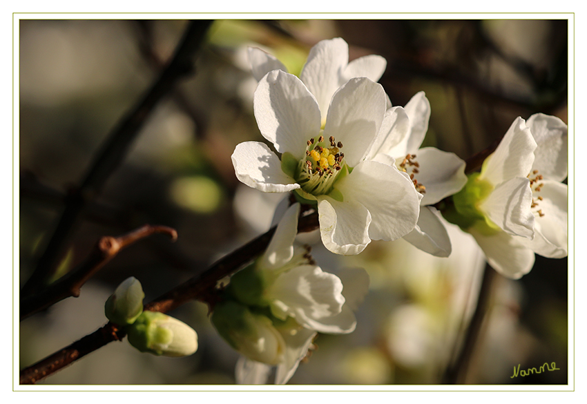 Dezemberblüte
Dieses Jahr verabschiedete sich der Dezember mit zweistelligen Temperaturen und eine Blütenpracht. Schauen wir mal was 2016 bringt.
