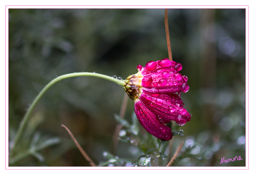 Dezemberblume
wirklich heute im Garten bei Regen aufgenommen.
Schlüsselwörter: Dezemberblume Blume rot