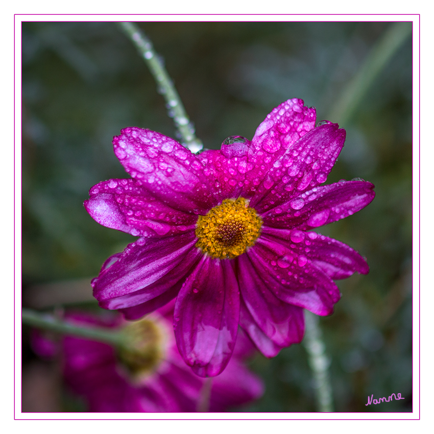 Dezemberblume
wirklich heute im Garten bei Regen aufgenommen.
Schlüsselwörter: Dezemberblume Blume rot