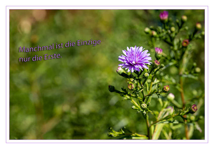 Erster
Schlüsselwörter: Blume