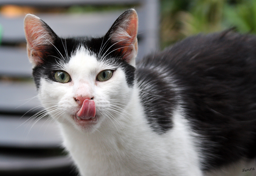 Ätsch,
da kuckst du.
Schlüsselwörter: Katze