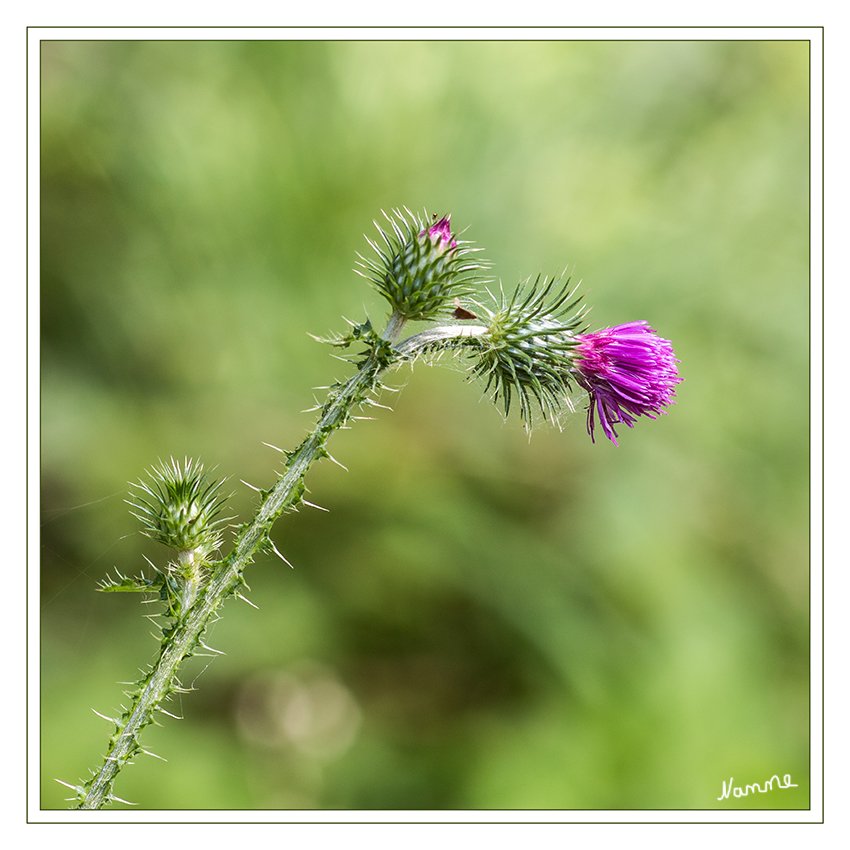 Mariendistel
(Silybum marianum), auch unter dem Namen Christi Krone, Donnerdistel, Fieberdistel, Frauendistel, Heilandsdistel, Marienkörner oder Stechkörner bekannt, ist eine Pflanzenart, die zur Unterfamilie der Carduoideae gehört. Der Name der Mariendistel entstammt einer alten Legende, nach der die weißen Flecken auf ihren Blättern von der Milch der Jungfrau Maria stammen.
laut Wikipedia
Schlüsselwörter: Distel Mariendistel