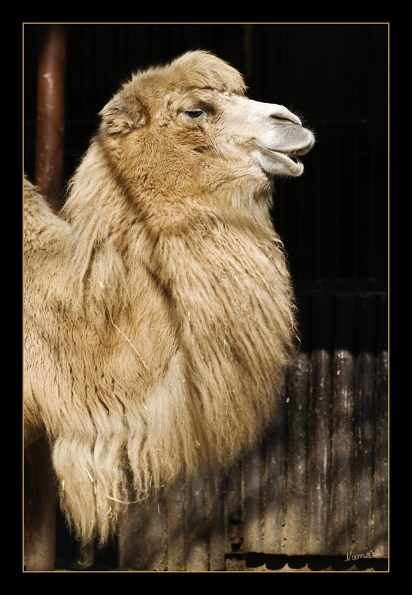 Gib Küsschen
Schlüsselwörter: Kamel