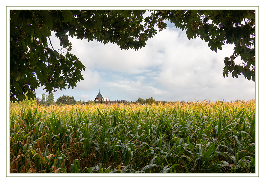Durchblick
Das Maisfeld kurz vor der Ernte
Schlüsselwörter: Maisfeld