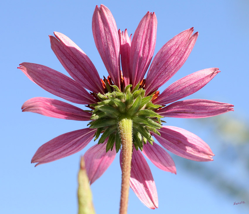 Purpur-Sonnenhut von unten
Echinacea purpurea
Der Sonnenhut ist als alte Heilpflanze bekannt. Heute wird er zur Unterstützung bei Atemwegs- oder Harnwegs-Infekten, sowie äußerlich bei schlecht heilenden Wunden eingesetzt.
Schlüsselwörter: Sonnenhut    Echinacea