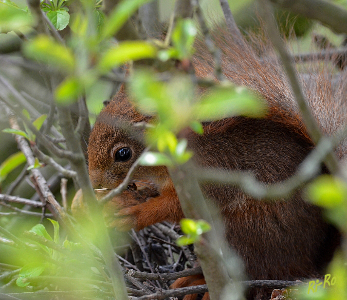 Zufall im Vogelnest
Schlüsselwörter: Eichhörnchen