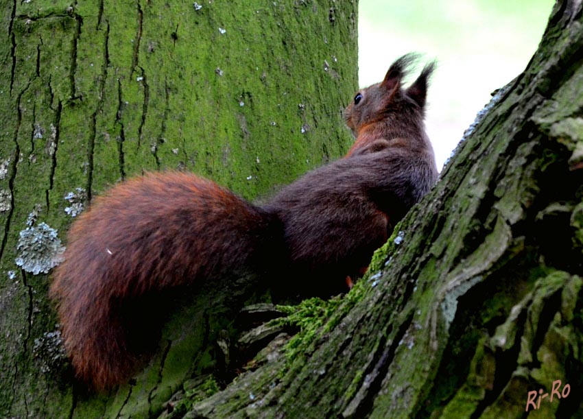 Aufmerksam
Pinselohren kennzeichnen das ungemein flinke Eichhörnchen. Die Fellfarbe variiert in den Farbtönen von hellem Rotbraun bis zu tiefem Schwarzbraun. In Baumhöhlen oder in Astgabeln des Kronenbereichs baut es kugelförmige Nester. (lt. Die farbigen Naturführer)
Schlüsselwörter: Eichhörnchen