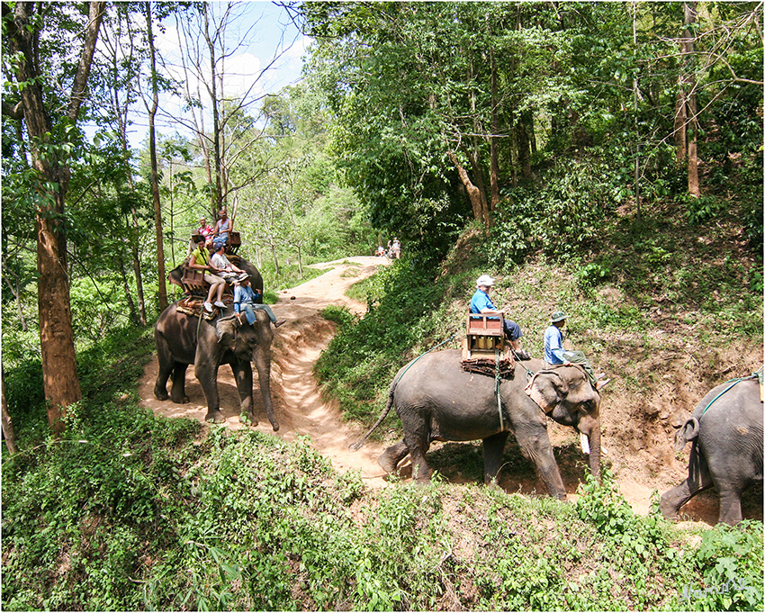 Elefantenausritt
Schlüsselwörter: Thailand Elefanten Reiten Camp