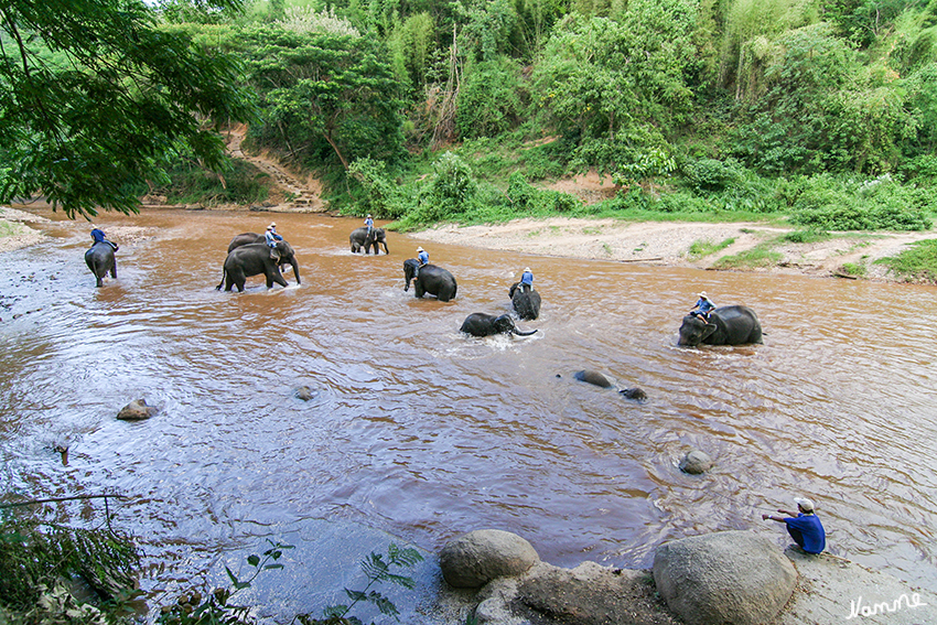 Elefantenbaden
Schlüsselwörter: Thailand Elefanten Baden