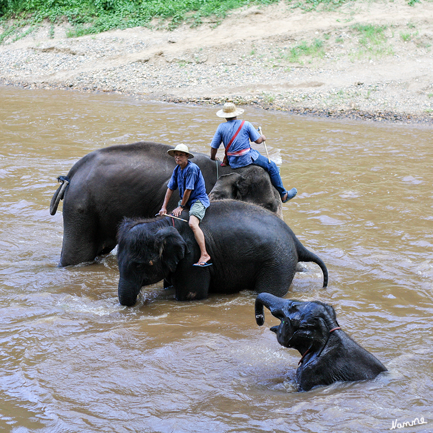 Elefantenbaden
Schlüsselwörter: Thailand Elefanten Baden