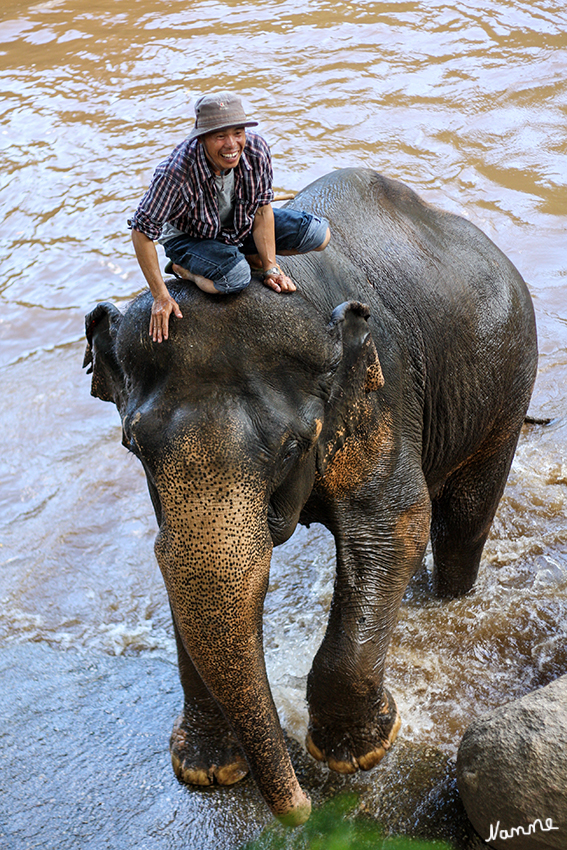 Elefantenbaden
Schlüsselwörter: Thailand Elefanten Baden