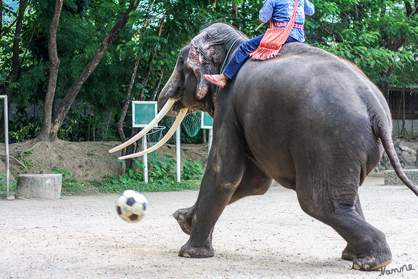 Elefantencamp
Auch Fußball ist für die Dickhäuter kein Problem.
Schlüsselwörter: Thailand Elefanten Show
