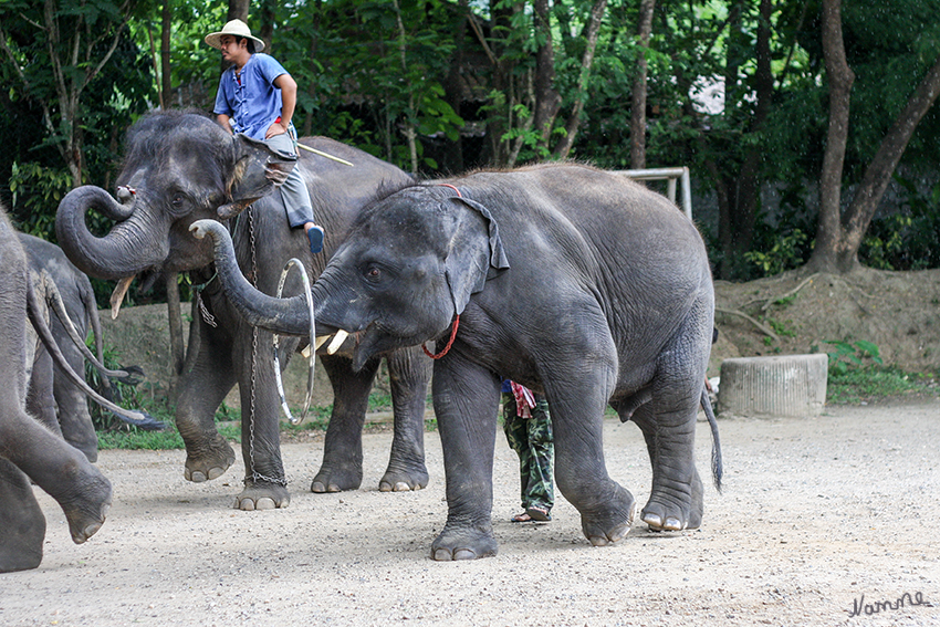 Elefantencamp
Früh übt sich...............
Schlüsselwörter: Thailand Elefanten Show