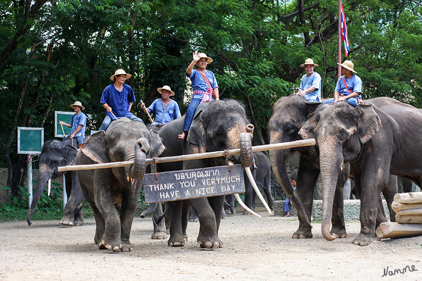 Elefantencamp
Schlüsselwörter: Thailand Elefanten Show