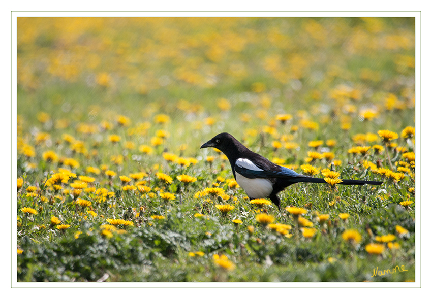 Elster
Bei vielen Gartenbesitzern sind Elstern jedoch unbeliebt. Sie gelten als Singvogelkiller, obwohl diese nur 15 bis 20 Prozent der Nahrung ausmachen, und obwohl Amseln, Buchfinken, Kohlmeisen und andere Kleinvögel in Nachbarschaft von Elstern trotzdem höchste Siedlungsdichten erreichen. Mit ihrer hohen Nachkommenzahl können diese nämlich die Verluste des einen oder anderen Jungvogels mühelos verkraften. laut nabu.de
Schlüsselwörter: Elster