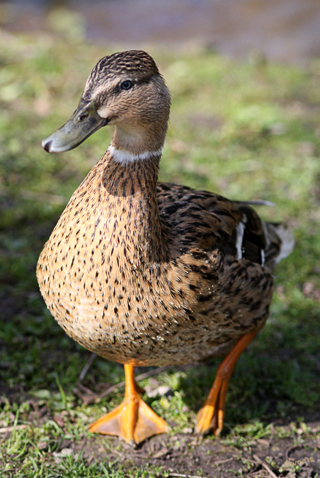 Nur eine Ente
Schlüsselwörter: Ente