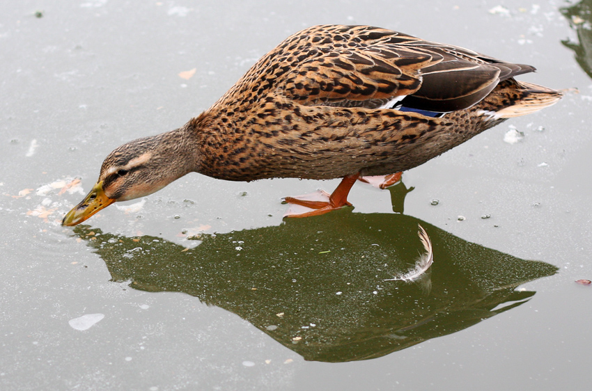 Ente auf Eis
Schlüsselwörter: In Stadtpark