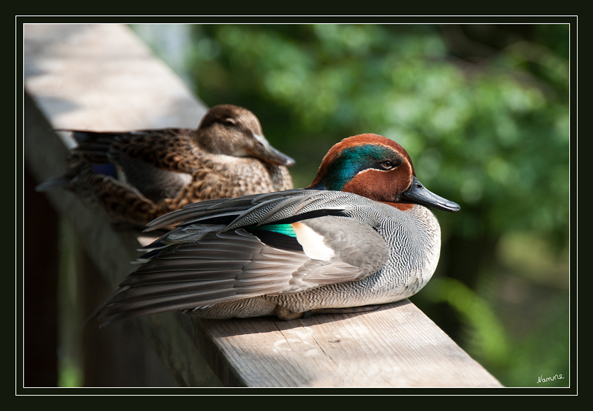 Vertrauen
bewiesen mir diese zwei
Schlüsselwörter: Enten