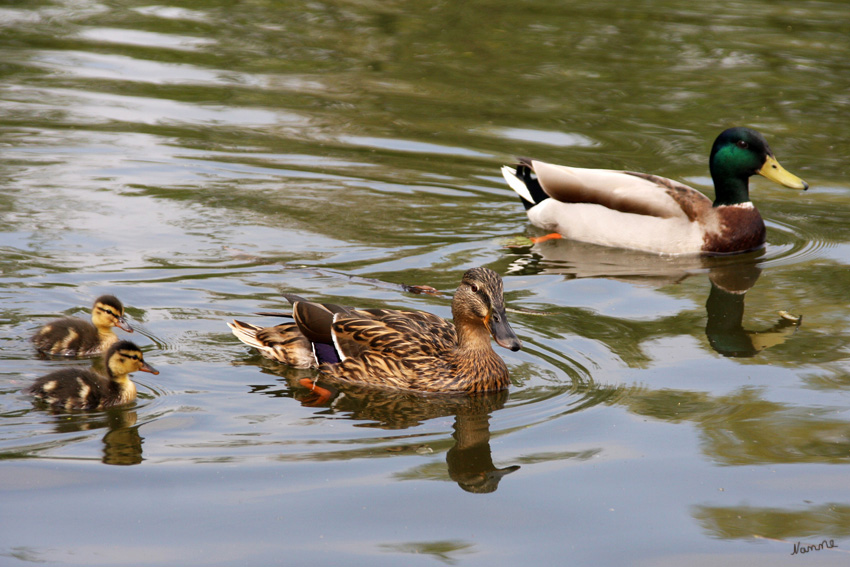 Die kleine Familie
Schlüsselwörter: Enten Frühling