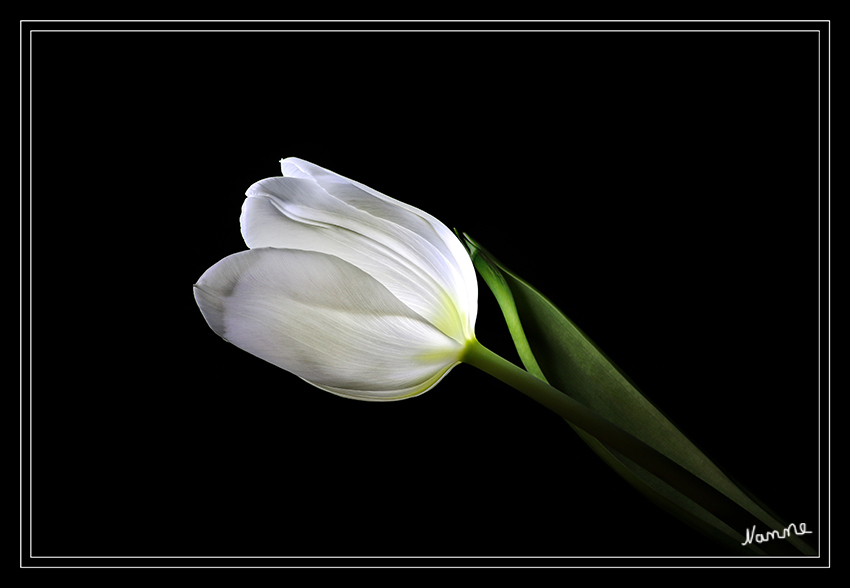 Erstrahlen
einer weißen Tulpe
Schlüsselwörter: Tulpe, weiß