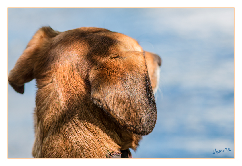 Erwartungsvoll
Schlüsselwörter: Hund Joy