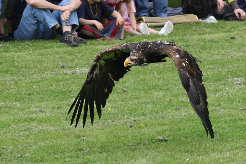Adler im Anflug
tief über den Boden setzte er zur Landung an.
Flugshow der Greifvögel aus Hellenthal
Schlüsselwörter: Adler Hellenthal