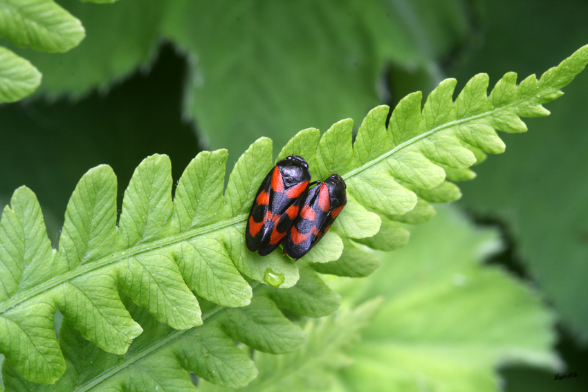 Komm lass uns kuscheln
 Cercopis vulnerata
