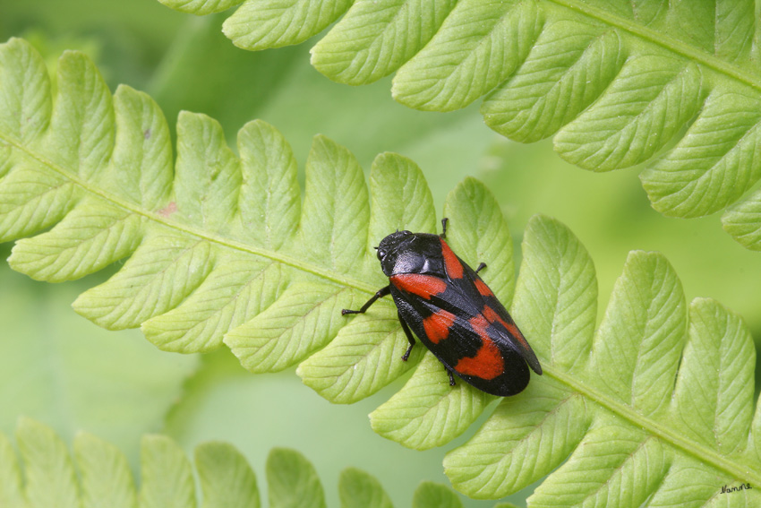 Cercopis vulnerata
Blutzikaden sind aus der Familie der Rundkopfzikaden.
Sie werden je nach Art 6,7 bis 10,5 mm lang.
Schlüsselwörter: Cercopis vulnerata      Blutzikarden