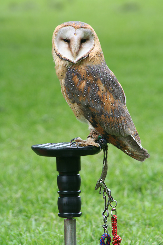 Schleiereule
Tytonidae
Sie sind durch ihren  herzförmigen Gesichtsschleier gekennzeichnet.
Sie fressen hauptsächlich Mäuse und kleine Vögel
Schlüsselwörter: Schleiereule