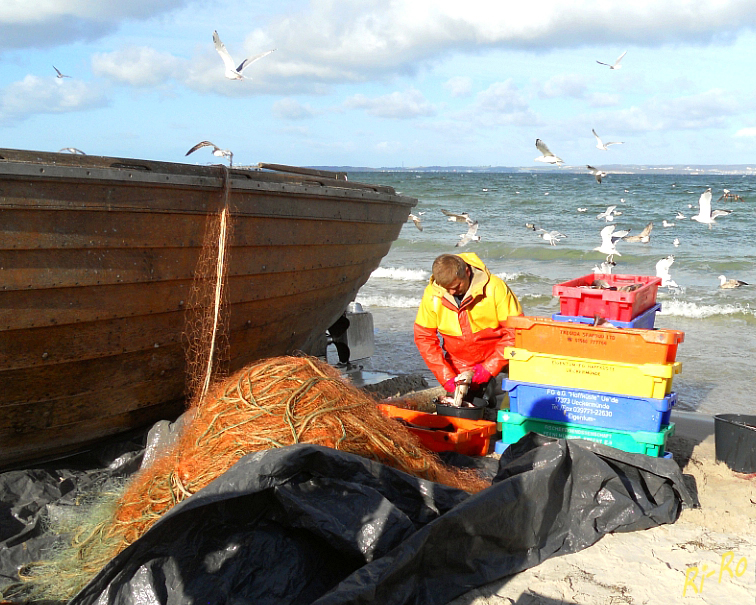 Nach dem Fang
Schlüsselwörter: Ostsee, Möwe