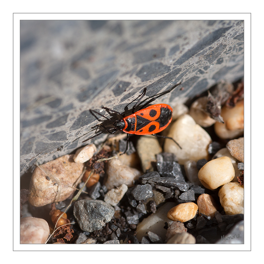 Feuerwanze
Die Wanzen werden 8 bis 20 Millimeter lang und haben häufig sowohl in Größe und langgestreckter Körperform Ähnlichkeit mit Arten der Lygaeinae (Familie: Bodenwanzen (Lygaeidae)). Viele Arten sind in Warnfarben rot, gelb, schwarz und weiß gefärbt. laut Wikipedia
Schlüsselwörter: Feuerwanze