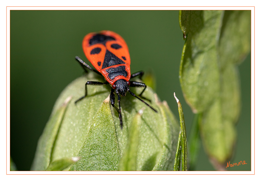 Nah heran
Der deutsche Name „Feuerwanzen“ resultiert aus der rot-schwarzen Warntracht der häufigsten mitteleuropäischen Art der Familie, der Gemeinen Feuerwanze (Pyrrhocoris apterus). laut Wikipedia 
Schlüsselwörter: Feuerwanze