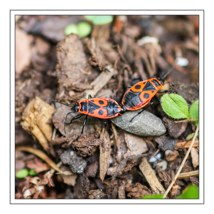 Was guckst du?
Die Feuerwanzen (Pyrrhocoridae) sind eine Familie der Wanzen (Heteroptera) innerhalb der Teilordnung Pentatomomorpha.
Der deutsche Name „Feuerwanzen“ resultiert aus der rot-schwarzen Warntracht der häufigsten mitteleuropäischen Art der Familie, der Gemeinen Feuerwanze (Pyrrhocoris apterus)
laut Wikipedia
Schlüsselwörter: Feuerwanzen