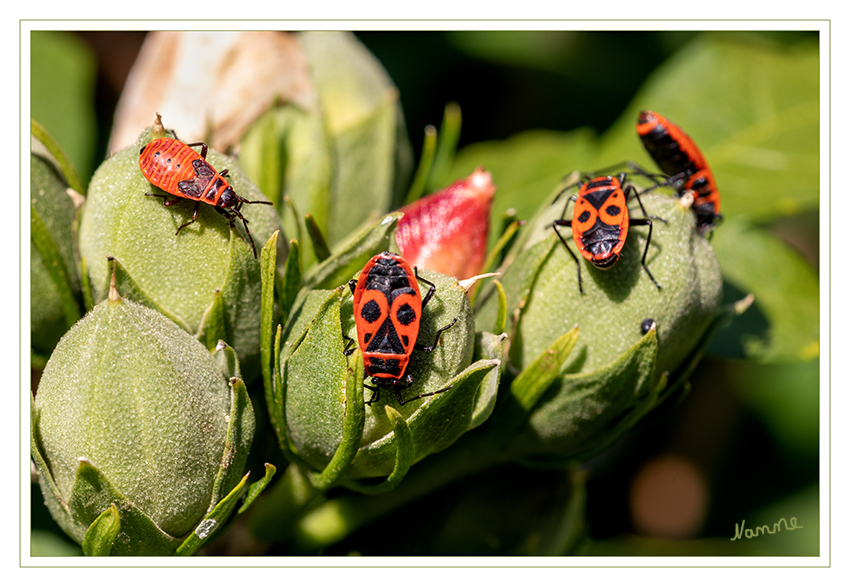 Invasion
der Feuerwanzen auf meinen Hibiskus
Schlüsselwörter: Feuerwanze