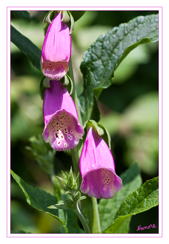 Roter Fingerhut 
(Digitalis purpurea) Der Rote Fingerhut ist in Westeuropa sowie dem westlichen Süd-, Mittel- und Nordeuropa und in Marokko beheimatet. In Nord- und Südamerika ist er gebietsweise eingeschleppt. In Deutschland hat er sein natürliches Verbreitungsgebiet bis zum Harz und dem Thüringer Wald, tritt aber verwildert heute im ganzen Land auf.
Schlüsselwörter: Fingerhut Digitalis purpurea