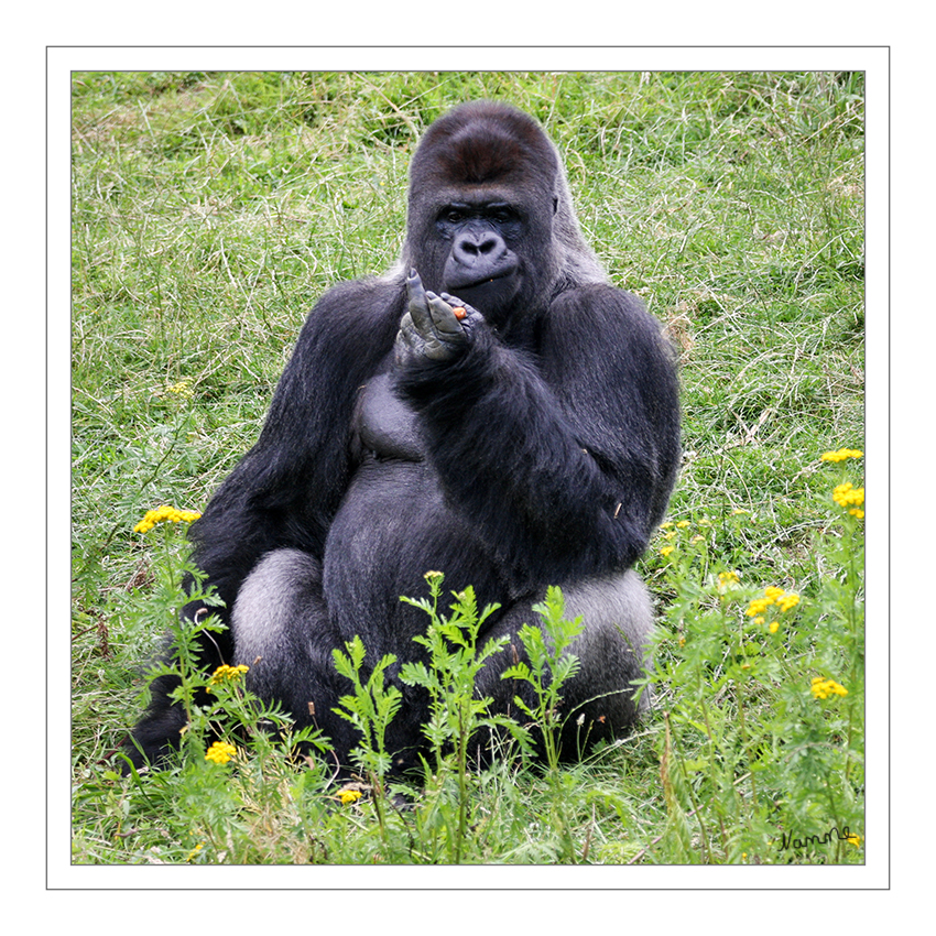 Flachlandgorilla
Der Gorilla ist der größte Menschenaffe. Stehend ist ein erwachsenes Gorillamännchen (Silberrücken) genauso groß wie ein Mensch. In der Regel wiegt ein Silberrücken ungefähr 200 Kilo. Das ist kein Fett, sondern alles nur Muskeln. Und das auf einer reinen Pflanzendiät. Im Regenwald Afrikas isst der Gorilla die Blätter, Früchte und Rinde von mehr als 100 unterschiedlichen Pflanzen. laut gaiazoo
Schlüsselwörter: Flachlandgorilla,