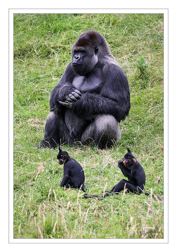 Flachlandgorilla
Der Gorilla ist der größte Menschenaffe. Stehend ist ein erwachsenes Gorillamännchen (Silberrücken) genauso groß wie ein Mensch. In der Regel wiegt ein Silberrücken ungefähr 200 Kilo. Das ist kein Fett, sondern alles nur Muskeln. Und das auf einer reinen Pflanzendiät. Im Regenwald Afrikas isst der Gorilla die Blätter, Früchte und Rinde von mehr als 100 unterschiedlichen Pflanzen. laut gaiazoo
Schlüsselwörter: Flachlandgorilla,