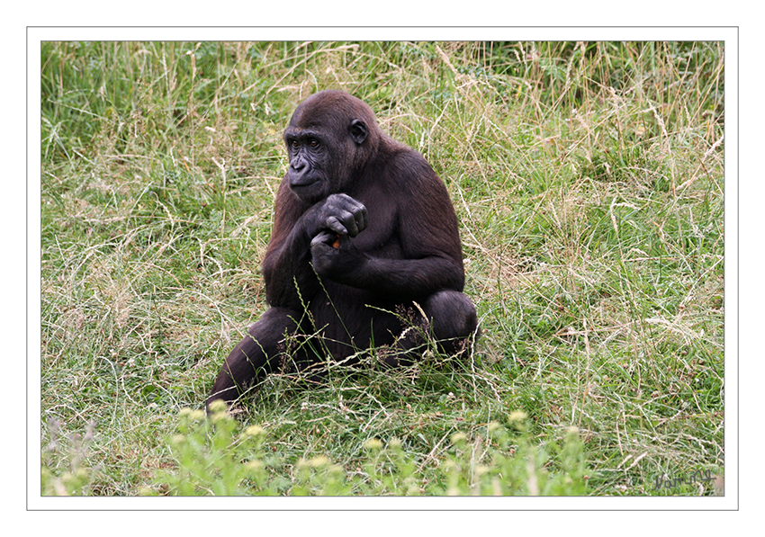 Flachlandgorilla
Von den weiter östlich lebenden Gorillapopulationen, die heute als Östlicher Gorilla zusammengefasst werden, unterscheiden sich die Westlichen Flachlandgorillas im Körperbau und in der Fellfärbung. So sind diese Tiere etwas kleiner und zierlicher gebaut, ihre Brust ist schmaler, ihre Beine etwas länger und ihr Gesicht kürzer. Ihr Fell ist im Gegensatz zu den schwarzen Östlichen Gorillas eher graubraun gefärbt, auffällig ist eine braune Kappe an der Oberseite des Kopfes. laut Wikipedia
Schlüsselwörter: Flachlandgorilla,