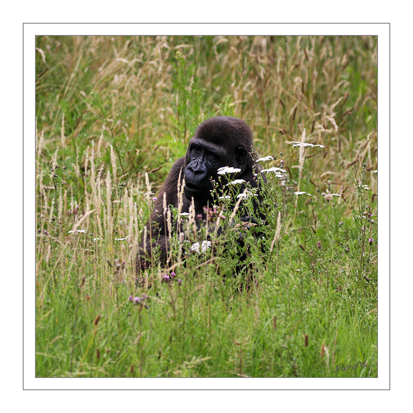 Flachlandgorilla
Das Verbreitungsgebiet der Westlichen Flachlandgorillas erstreckt sich vom südlichen Kamerun und dem Westen der Zentralafrikanischen Republik über Äquatorialguinea, Gabun und die Republik Kongo bis in die angolanische Exklave Cabinda. Die Bestände im äußersten Westen der Demokratischen Republik Kongo sind ausgestorben. Diese Tiere sind die ausgeprägtesten Tieflandbewohner aller Gorillas, sie leben in Regenwäldern und Sumpfgebieten. laut Wikipedia
Schlüsselwörter: Flachlandgorilla,