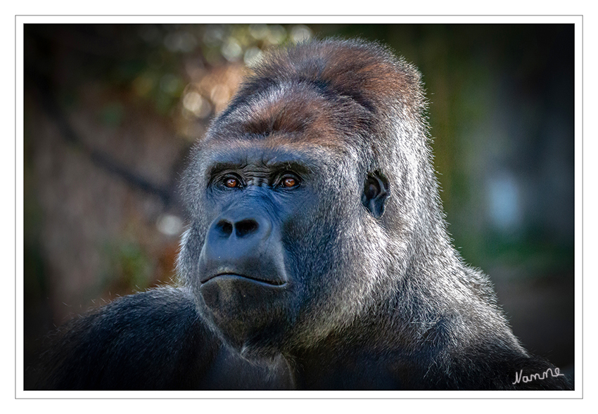 Der neue Chef
Flachlandgorilla "Kidogo" Zoo Krefeld 
Schlüsselwörter: Zoo Krefeld,