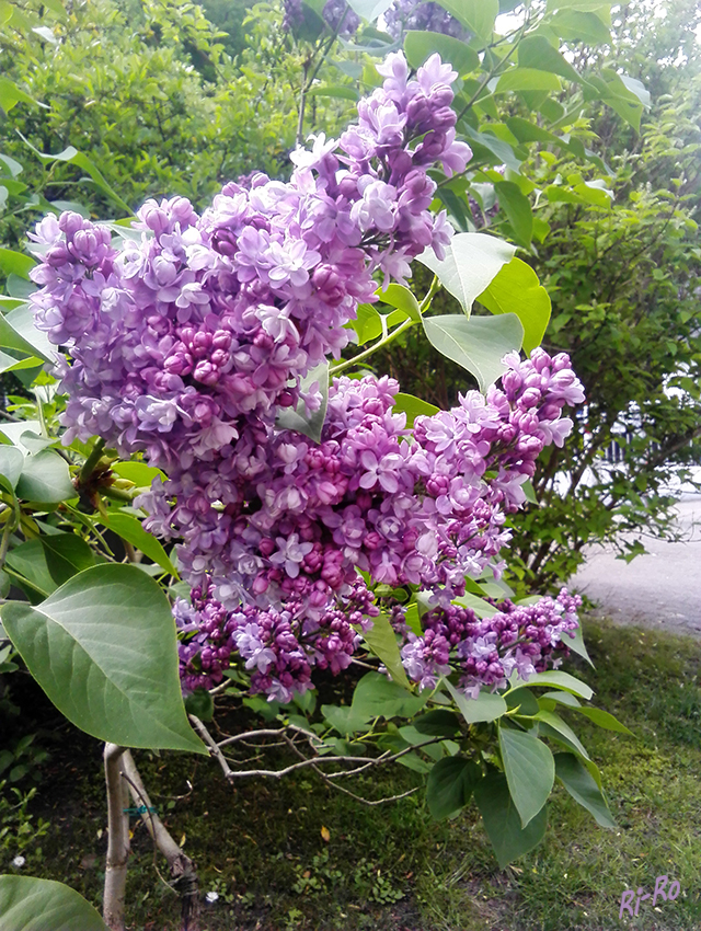 Flieder
Flieder (Syringa) ist eine Pflanzengattung aus der Familie der Ölbaumgewächse (Oleaceae). Sie umfasst etwa 20 bis 25 Arten. Duften kann er auch sehr schön.
Schlüsselwörter: Flieder