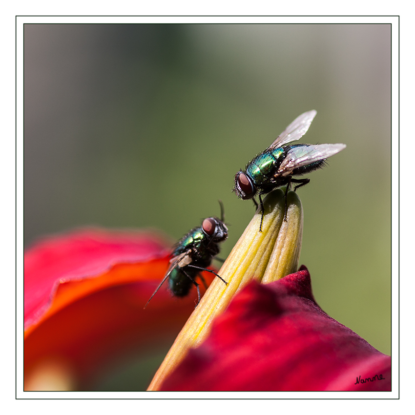 Treffpunkt der Krötengoldfliegen
Die Krötengoldfliege (Lucilia bufonivora), auch Krötenfliege genannt, ist eine unter anderem auch in Mitteleuropa vorkommende Art aus der Familie der Schmeißfliegen (Calliphoridae). Mehrere Arten der Gattung Lucilia sind fakultative (wahlweise) oder obligate (ausschließliche) Parasitoide von Amphibien. Die Larven der Krötengoldfliege gehören zu der letztgenannten Gruppe.
Schlüsselwörter: Fliegen Krötengoldfliege