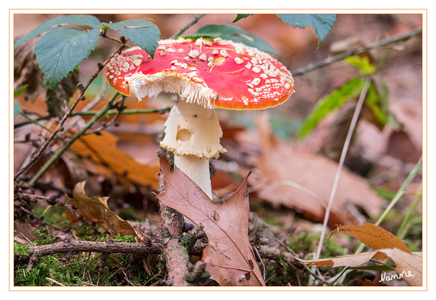 Fliegenpilz
Der Fliegenpilz ist in seinem Aussehen allgemein bekannt. Am auffälligsten ist der Hut. Er hat einen Durchmesser von 5 bis 15 Zentimeter, ist jung kugelig oder halbkugelig geschlossen, dann konvex, schließlich scheibenförmig mit etwas herabgebogenem, gestreiftem Rand. Er ist schwach giftig, aber nicht harmlos!!
laut Wikipedia
Schlüsselwörter: Pilz, Pilze, Fliegenpilz