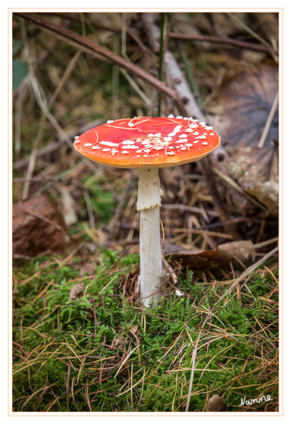 Fliegenpilz
Der Fliegenpilz (Amanita muscaria) ist eine Pilzart aus der Familie der Wulstlingsverwandten. Er ist schwach giftig, aber nicht harmlos. Die auch als Roter Fliegenpilz bezeichnete Spezies erscheint in Mitteleuropa von Juni bis zum Winter, hauptsächlich von Juli bis Oktober.
laut Wikipedia
Schlüsselwörter: Pilz, Pilze, Fliegenpilz