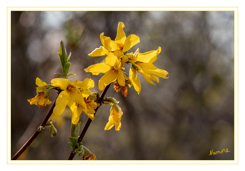 Forsythie
Sie begrüßt den Frühling mit leuchtend gelber Blütenpracht und bereichert den Garten im Sommer als dichter, immergrüner Zierstrauch.  Forsythia zählen zur Pflanzenfamilie der Ölbaumgewächse und stammen ursprünglich aus Südosteuropa und Asien. In den hiesigen Regionen zeigen sich bereits ab März und April die unzähligen, bis zu 4 Zentimeter großen Blüten. laut gartendialog
Schlüsselwörter: Forsythie