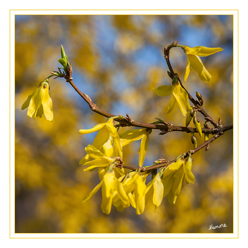 Frühlingserwachen
Forsythie
Die Blüten erscheinen noch vor dem Blattaustrieb im Frühjahr, je nach Sorte von März bis Mai. Die Blütenknospen bilden sich nur an den letztjährigen Zweigen. 
Schlüsselwörter: Forsythie