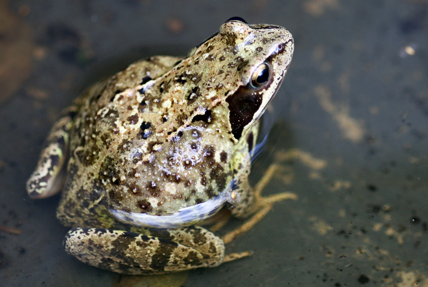 Überraschender Besuch
in unserem Garten
Schlüsselwörter: Frosch