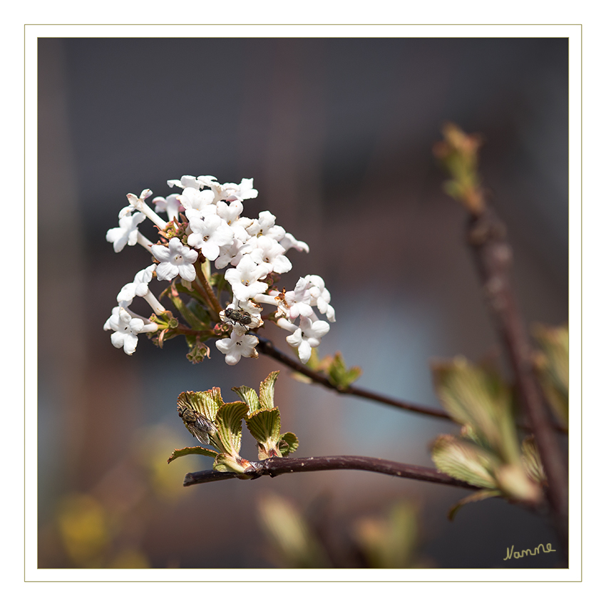 Blütenzauber
Jetzt wo die Sonne scheint legt die Natur los und die Fliegen sind auch schon da.
Schlüsselwörter: Blüten; Frühling; weiß