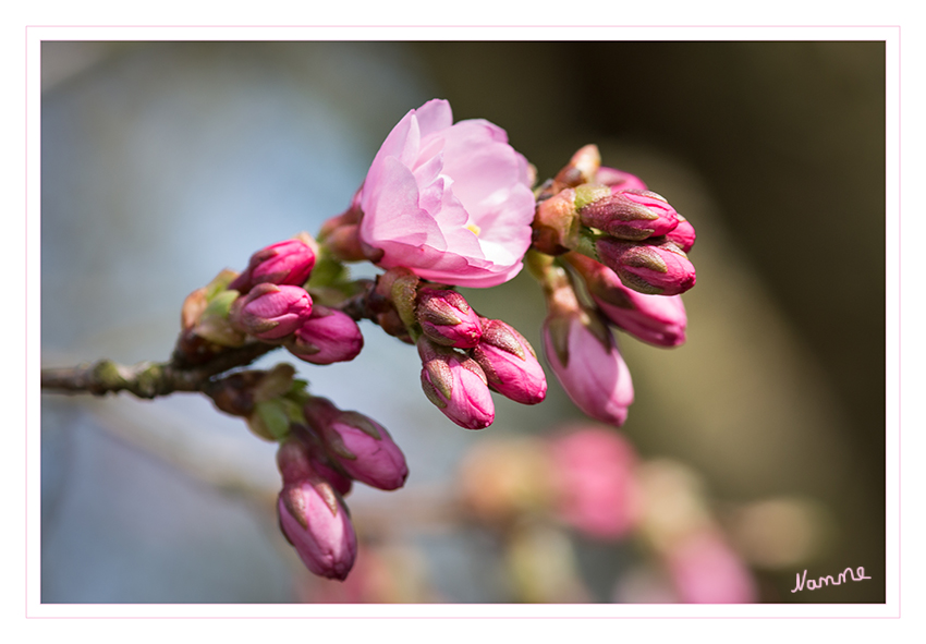 Blütenzauber
Jetzt wo die Sonne scheint legt die Natur los
Schlüsselwörter: Blüten; Frühling; pink
